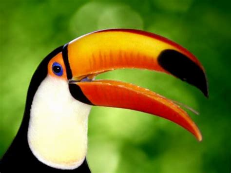 Toucan Bird wallpaper | 1024x768 | #1514