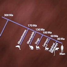 Evolution of the Y Chromosome