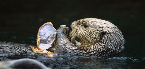 Alaska’s Sea Otters Have Individual Eating Habits | Hakai Magazine