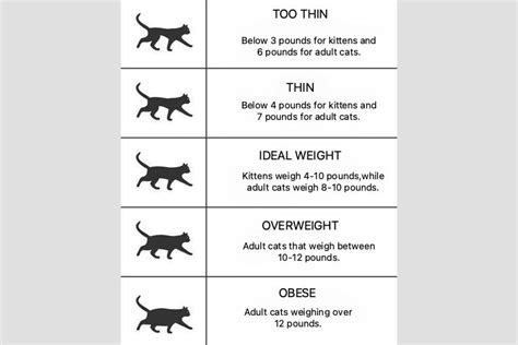 The Cat Overweight Chart: Everything You Need to Know