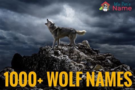 How Do You Say Wolf In Spanish - FurrazDestine