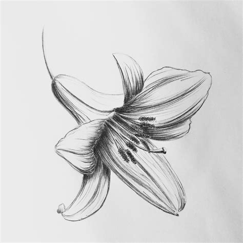 Lily flower. Pencil drawing. :: Behance