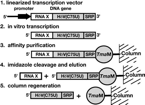 A general method for rapid and nondenaturing purification of RNAs