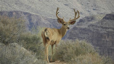 Mule Deer - Grand Canyon National Park (U.S. National Park Service)