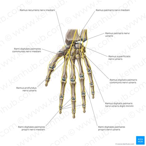 Nerves of the hand: Palmar view (Latin) – Kenhub Image License Store