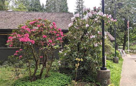 Ranger Station Rhododendrons in Bloom | The Smokey Wire : National ...