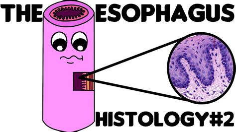 Esophagus Histology