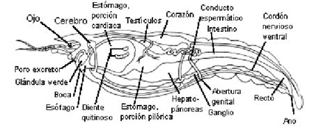 Esquema de la anatomía interna de un cangrejo de río. Modificado de ...