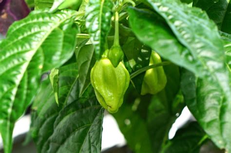 How to Grow Ghost Pepper Plants