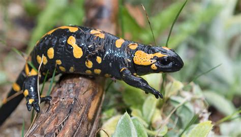 Fire salamander | San Diego Zoo Wildlife Explorers