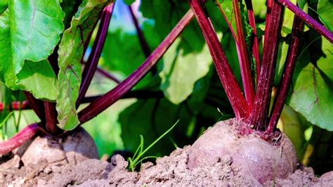 11 Beet Varieties You Can Plant In Fall