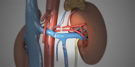 Living donor kidney transplant Part I: Laparoscopic living donor ...