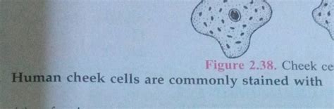 Figure 2.38. Cheek ce Human cheek cells are commonly stained with | Filo