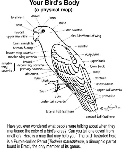 Pigeon Anatomy Diagram