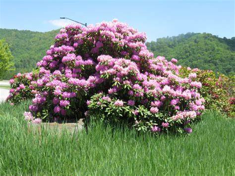 Care Of Rhododendrons | What Grows There :: Hugh Conlon ...