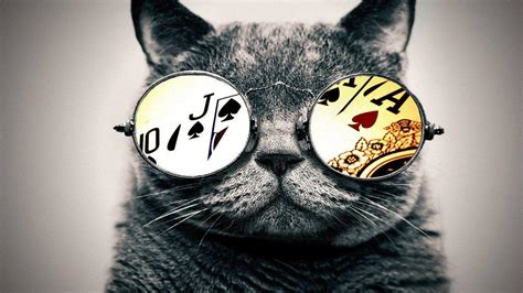 Cat with Glasses Wallpapers - Top Free Cat with Glasses Backgrounds ...