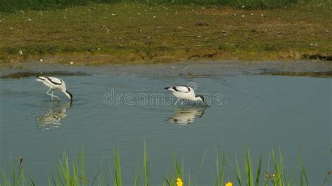 Pied Avocet Migration Birds in Thailand and Southeast Asia. Stock ...