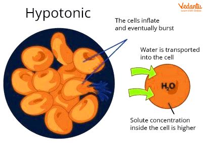 Hypotonic Solution- Overview, Introduction, Solution and Examples