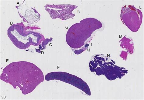 Duke Pathology 725 - Mouse Histology