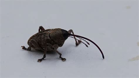 Acorn Weevil | MarkEisingBirding