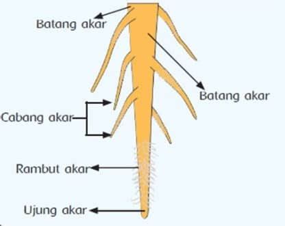 Pengertian Akar Tunggang - DUNIA PENDIDIKAN