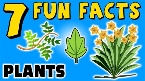 Interesting Facts Of Plants | Flower and Plant Poems