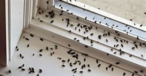 Castle Pest Control Services News & Information: Cluster Flies around ...