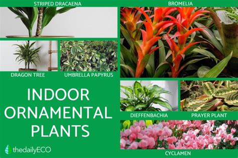 Ornamental Plants -Types, Photos and Importance