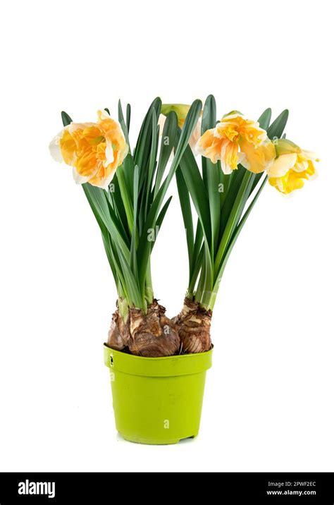 Narcissus plant in front of white background Stock Photo - Alamy