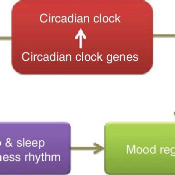 1 Basic relationship of circadian rhythm, sleep, and mood regulation ...