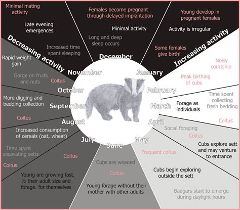 Eurasion Badger - Give a Flying Brock - Acer Ecology