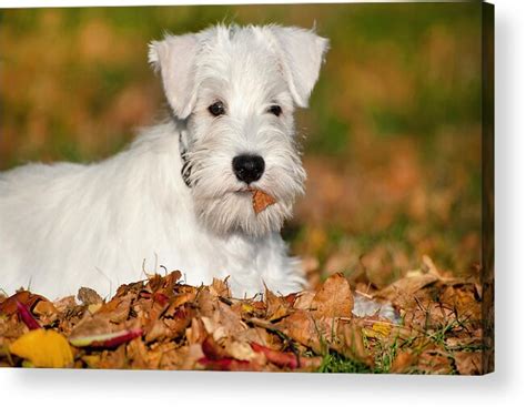 Brown Mini Schnauzer Puppies