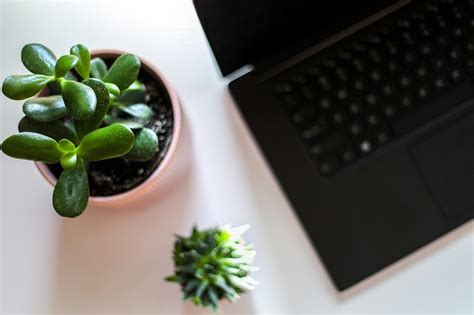 15 Small Plants for Office Desk | Best 15 Small Office Desk Plants Ideas