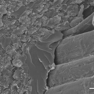 Biocomposite material properties, Composition and Identification ...