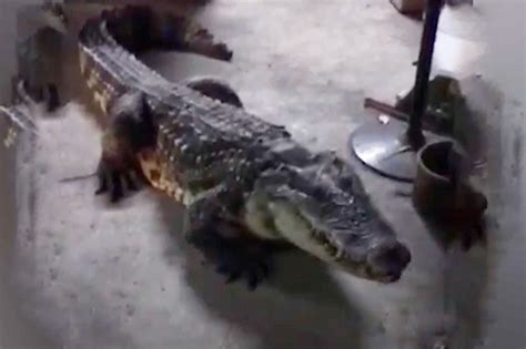 Pet crocodile treated like Fido (Video) | New York Post