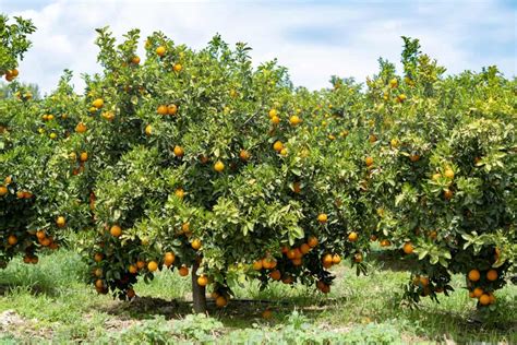 4 Most Common Places Where Orange Trees Grow - Tree Journey