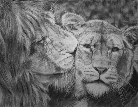 Lion And Lioness Drawing at PaintingValley.com | Explore collection of ...