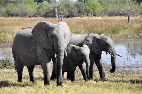 The Wildlife of Serengeti National Park - Animals Network