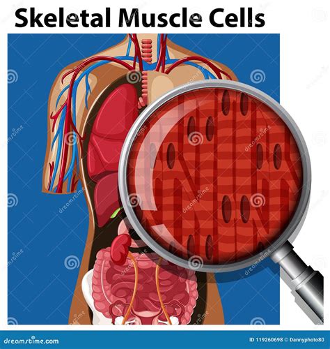 A Vector of Skeletal Muscle Cells Stock Vector - Illustration of organ ...