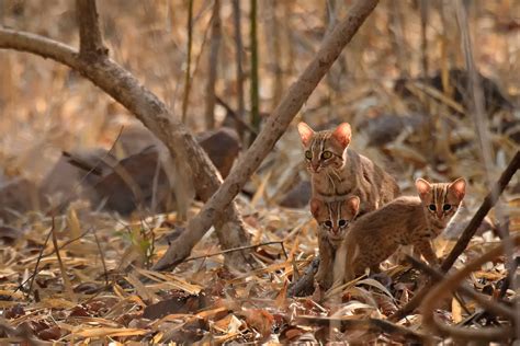 Rusty spotted cat family in Tadoba, Maharashtra | Conservation India