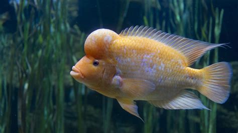 Midas Cichlid · Tennessee Aquarium