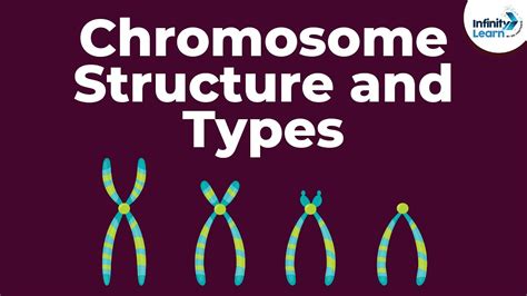 Labeled Chromosome Structure Diagram - img-probe