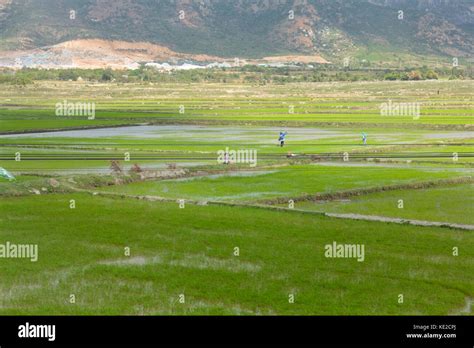 Paddy field in country side of vietnam Stock Photo - Alamy