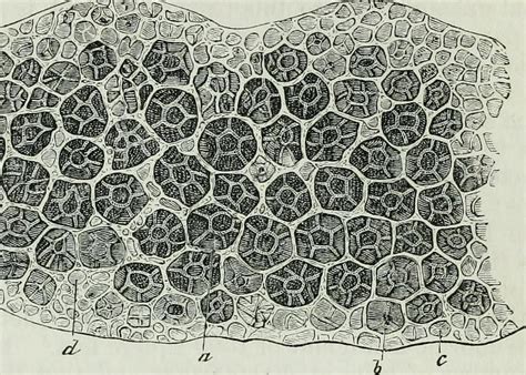 Diagram of Plant Cell Structure