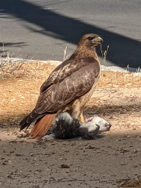 What Type of Raptor is This? : r/whatsthisbird