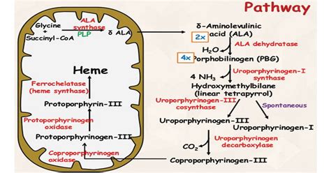 Hemoglobin Synthesis Pathway