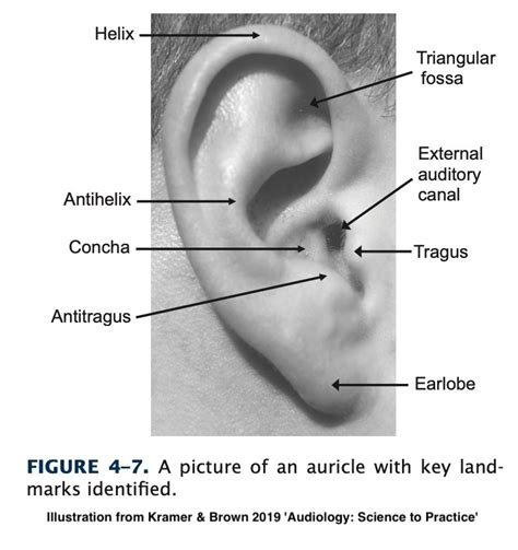 Ear Pinna Helix