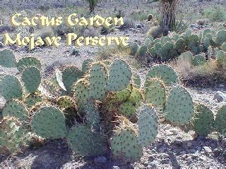 Mojave Desert Cactus