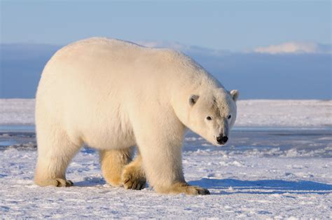 Adult male polar bear. | Expeditions Alaska