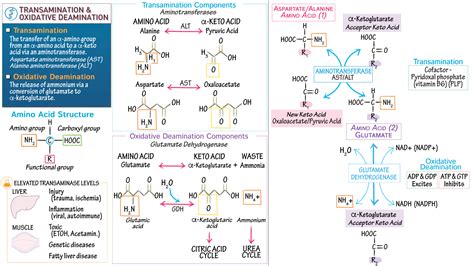 Biochemistry: Transamination & Oxidative Deamination | ditki medical ...